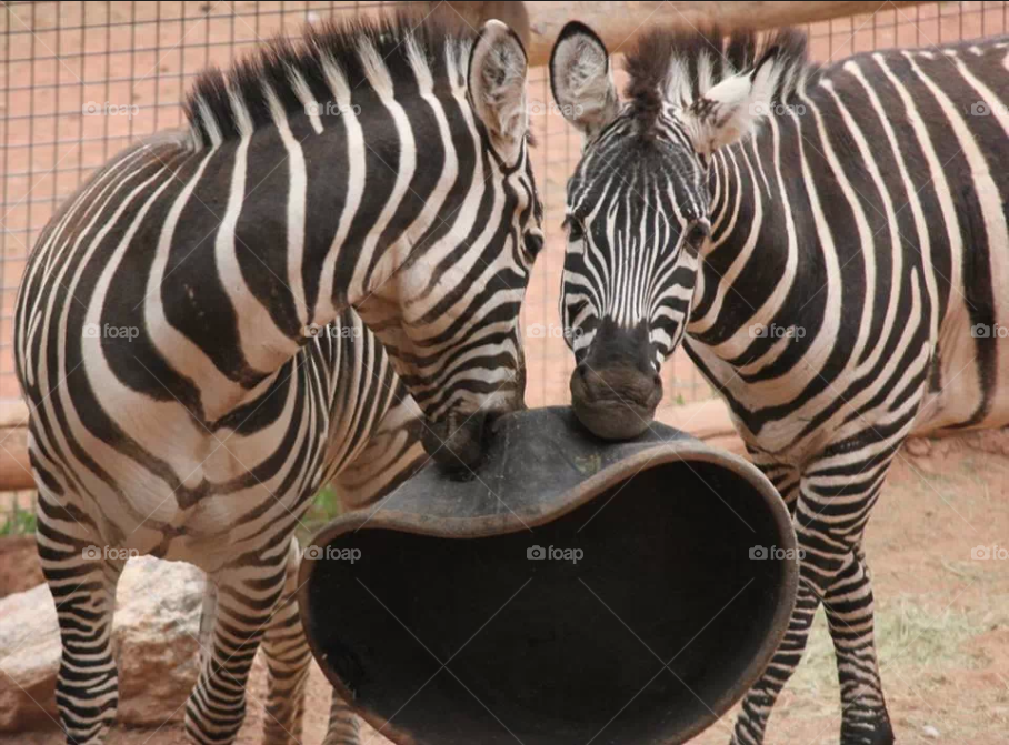 Zebras Playing