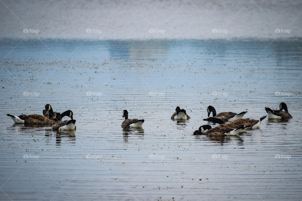 Nine mallard ducks on the lake 