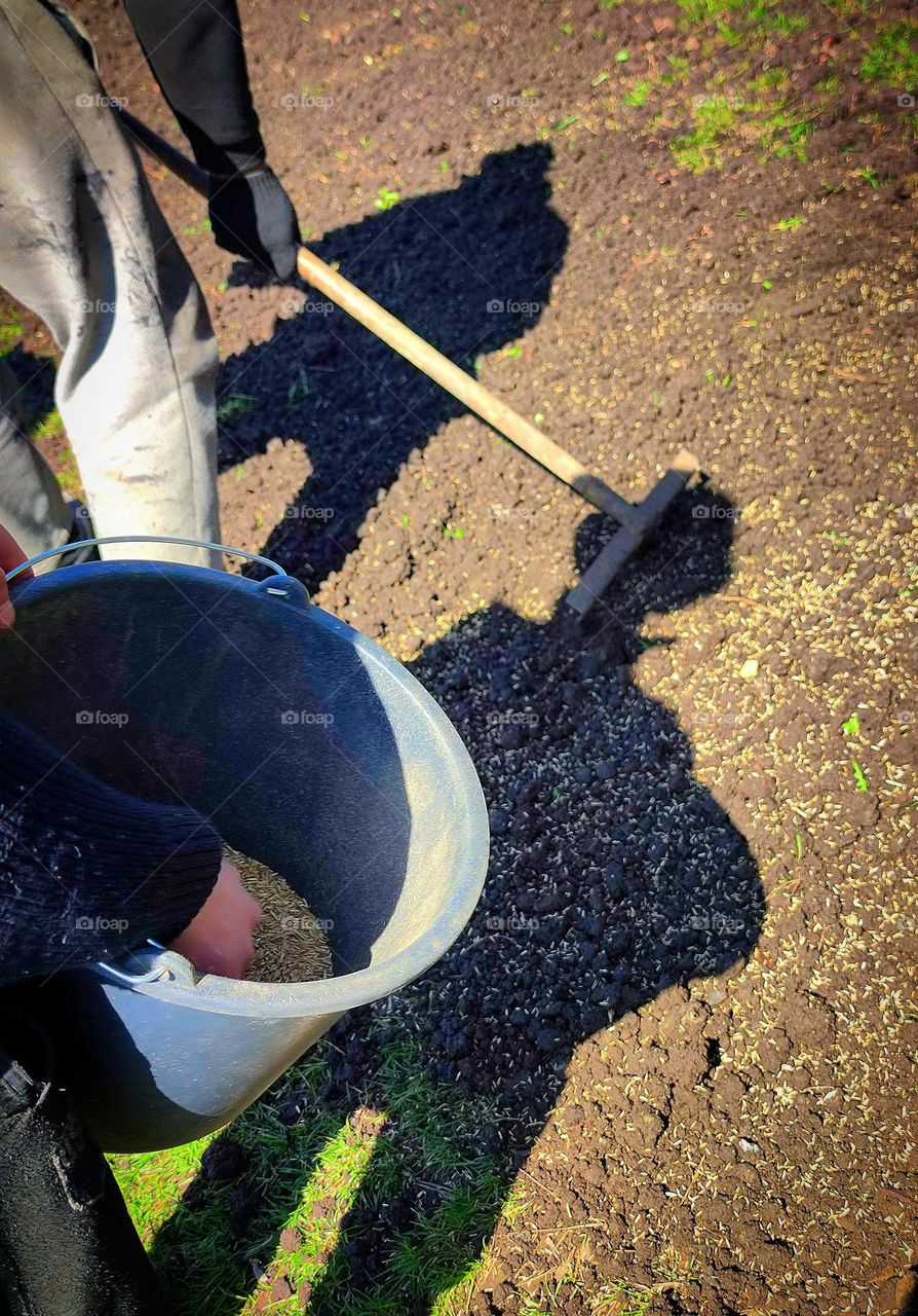 Human and nature.  Sowing seeds of lawn grass.  In the foreground, hands are holding a black bucket of seeds.  In the background, hands with a rake are visible, which level the sown land.The shadow of a man who sows seeds is visible on the ground