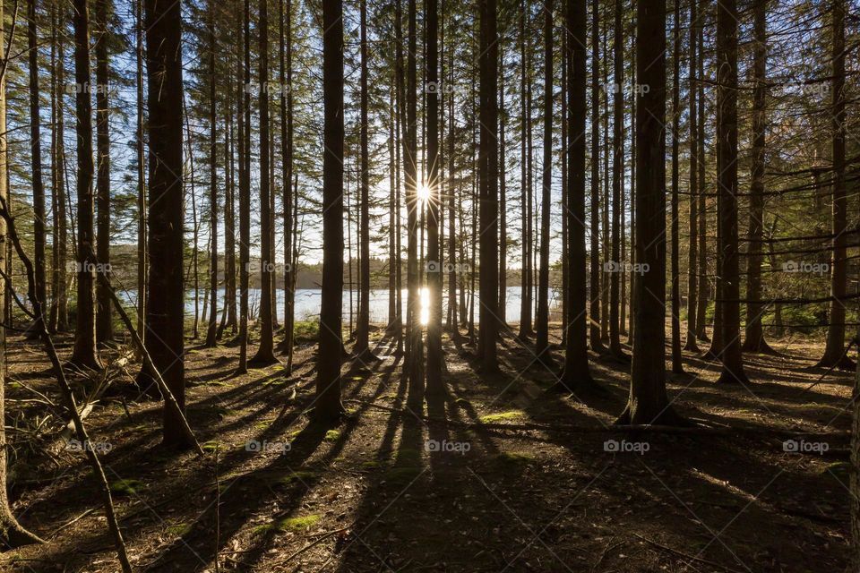 Sun shining behind tall pine trees in the forest close to the lake, shadows on the ground 