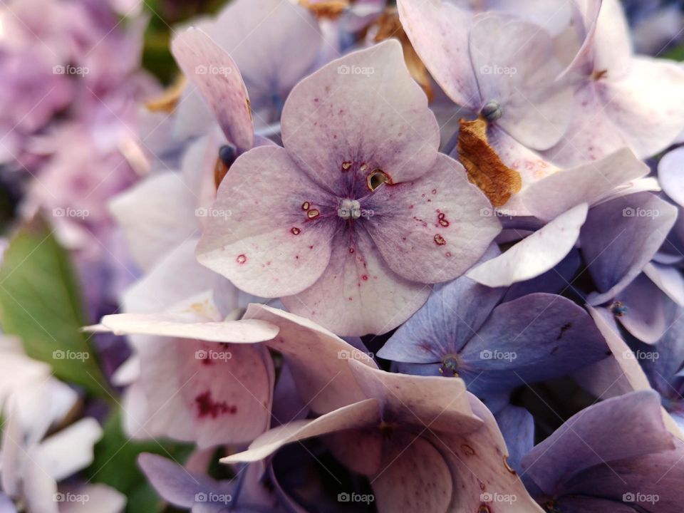 Beautiful pastel flowers in the garden