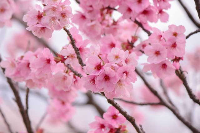 Cherry blossoms