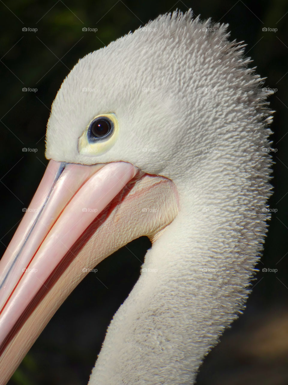 Extreme close-up of pelican