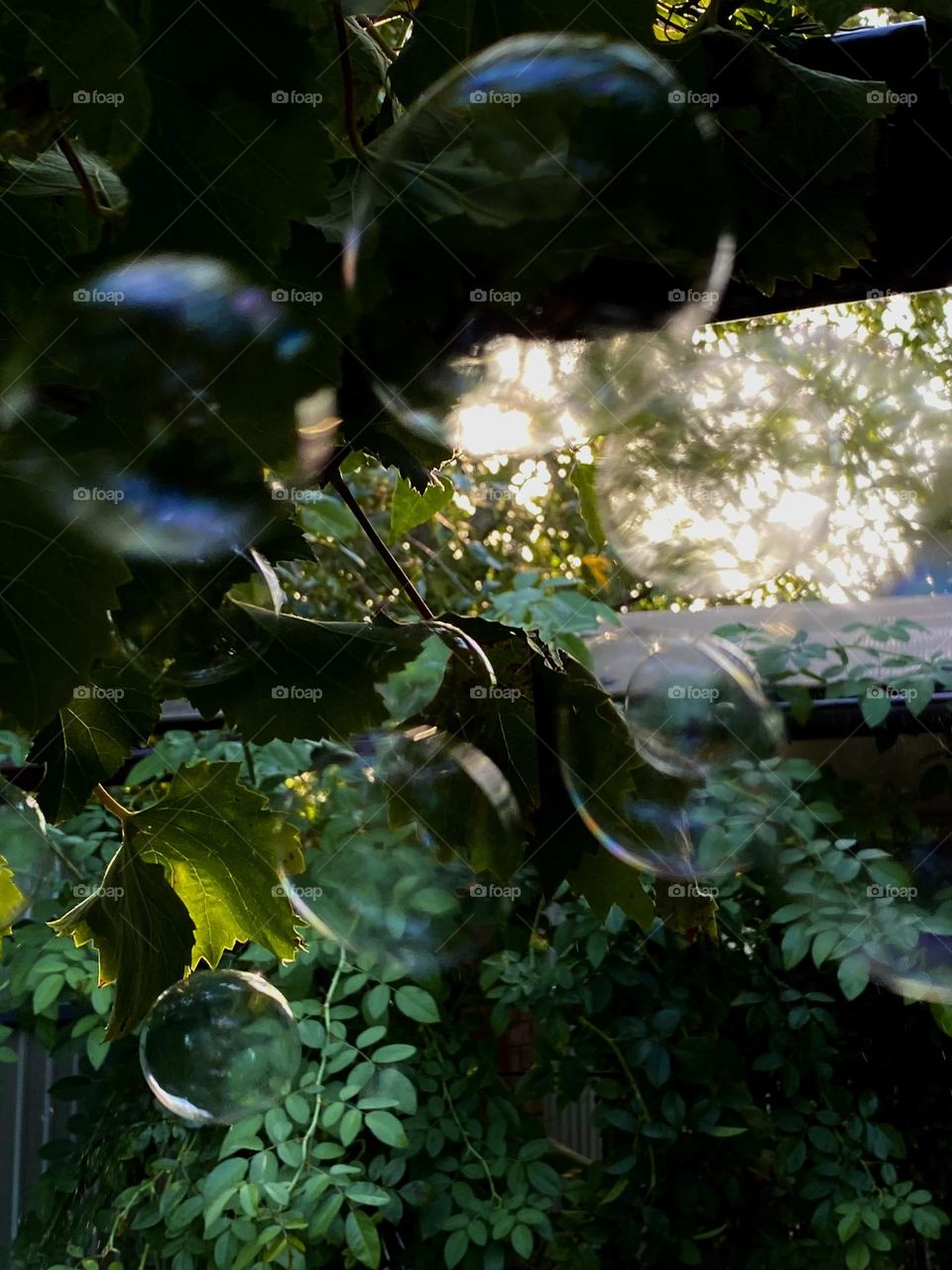 green leaves in drops of water illuminated by the sun