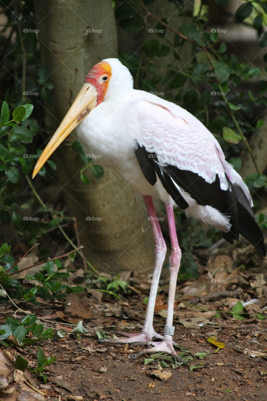 Stork