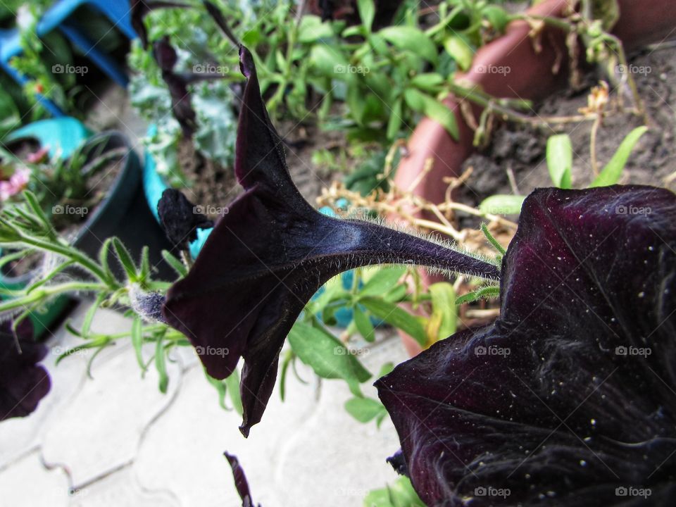 Dark flower