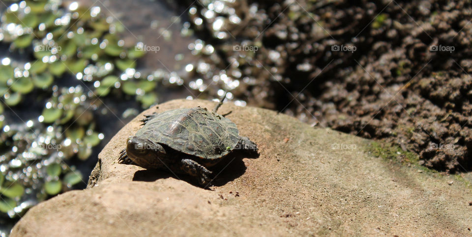 a turtle taking a sun shower
