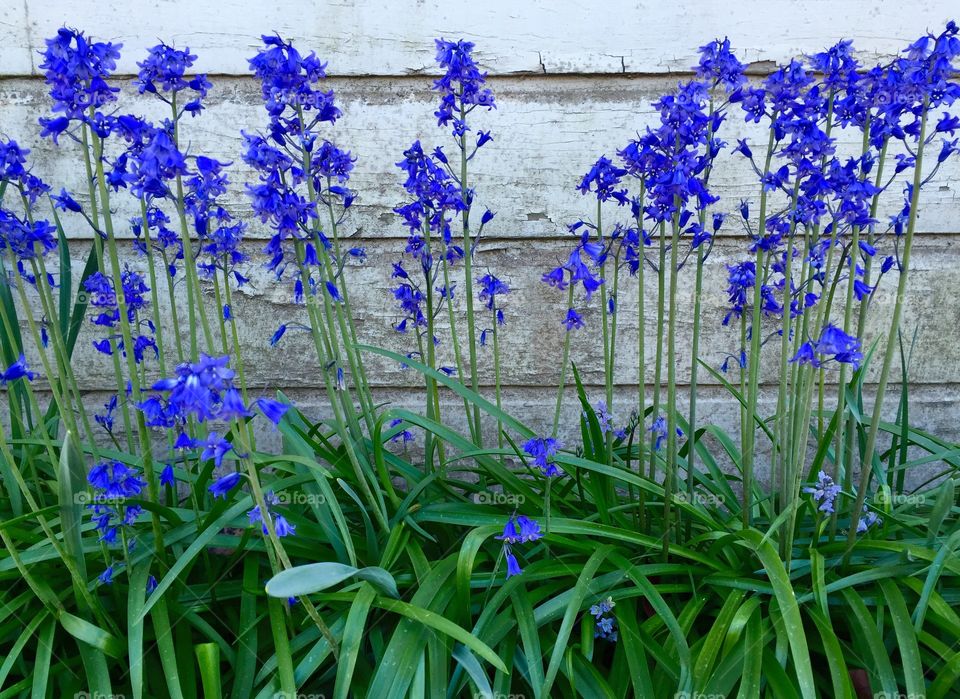 Violet flower blooming outdoors