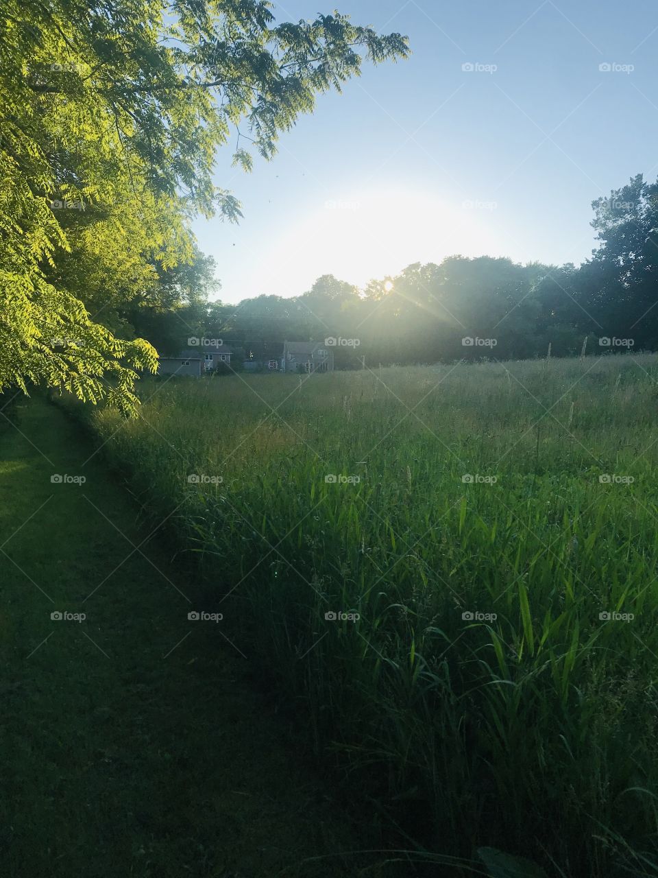 Gorgeous sunset with sun shining through grove of trees with beautiful grassy field. 