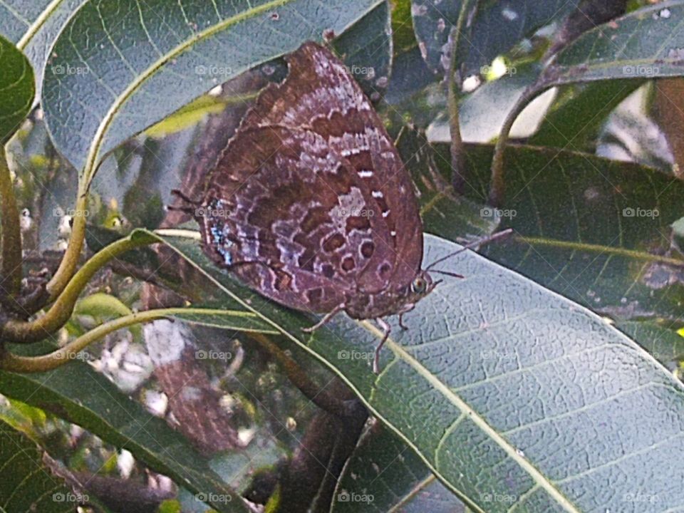 A beautiful butterfly perched on a mango leaf