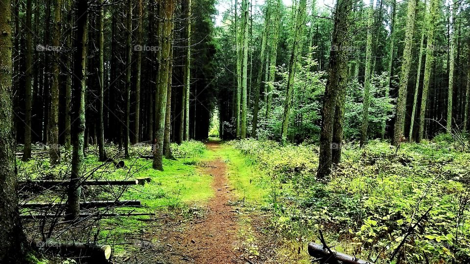 Roaming in this home forest is pleasing to the senses...