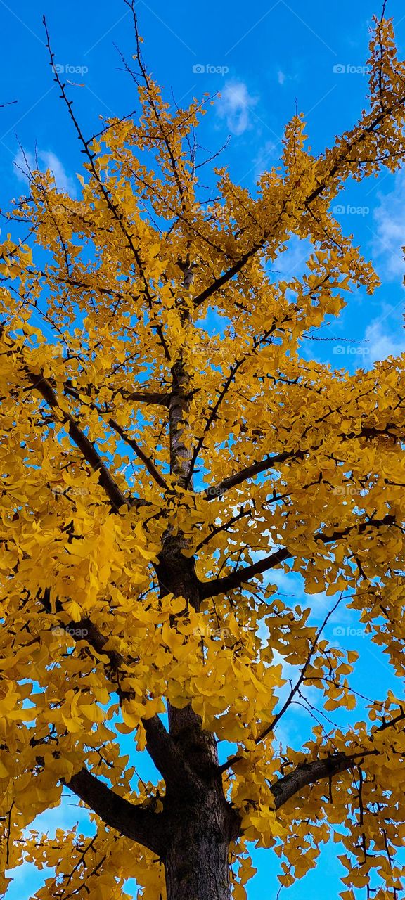 yellow tree