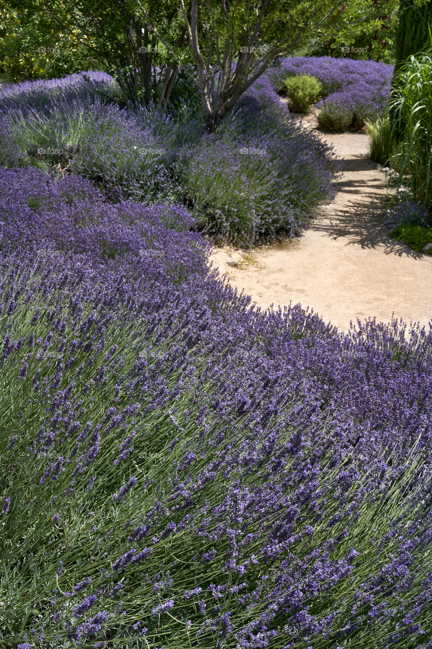 Lavender blooming. A small lavender garden 