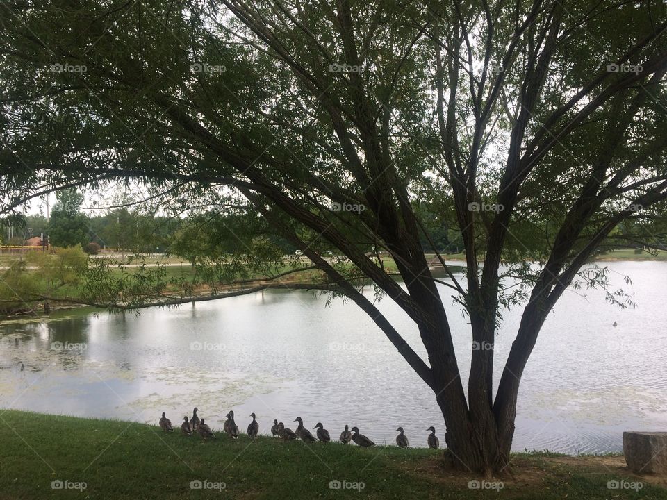 Ducks by pond