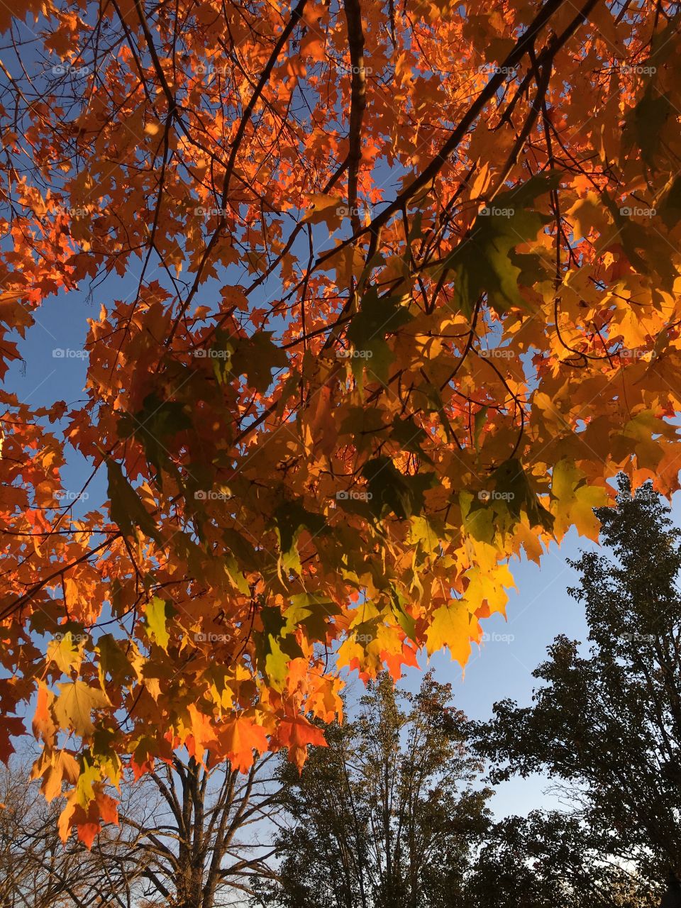 Light on leaves