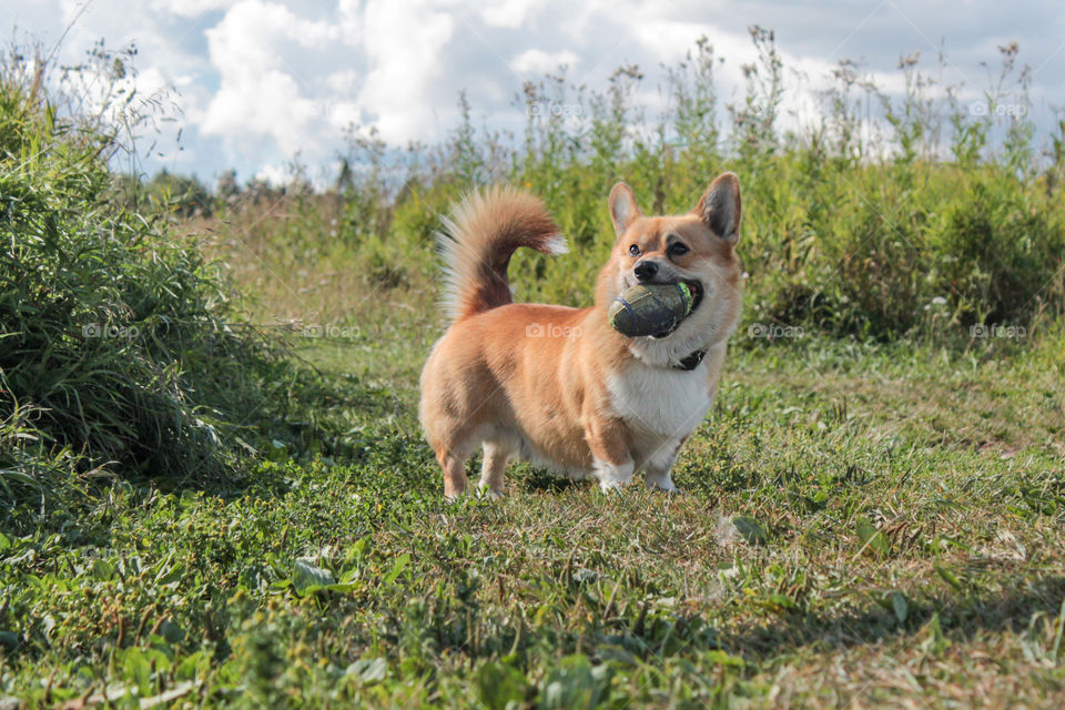 breed corgi dog walks on nature