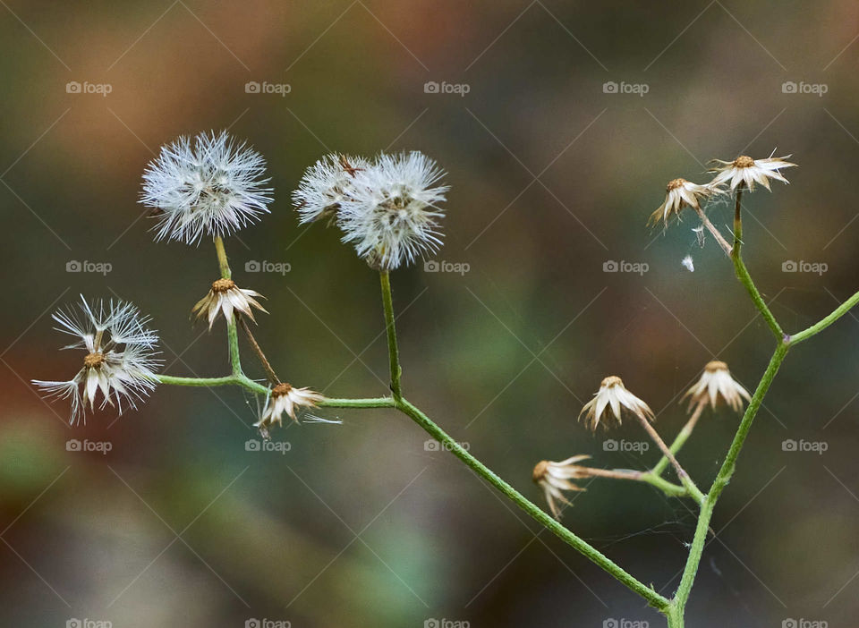 Floral photography - Dandelion