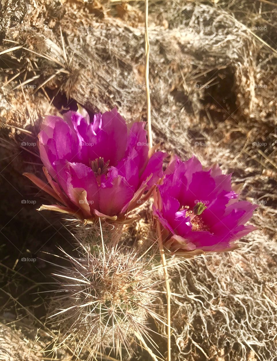 Two Flowers in the Desert