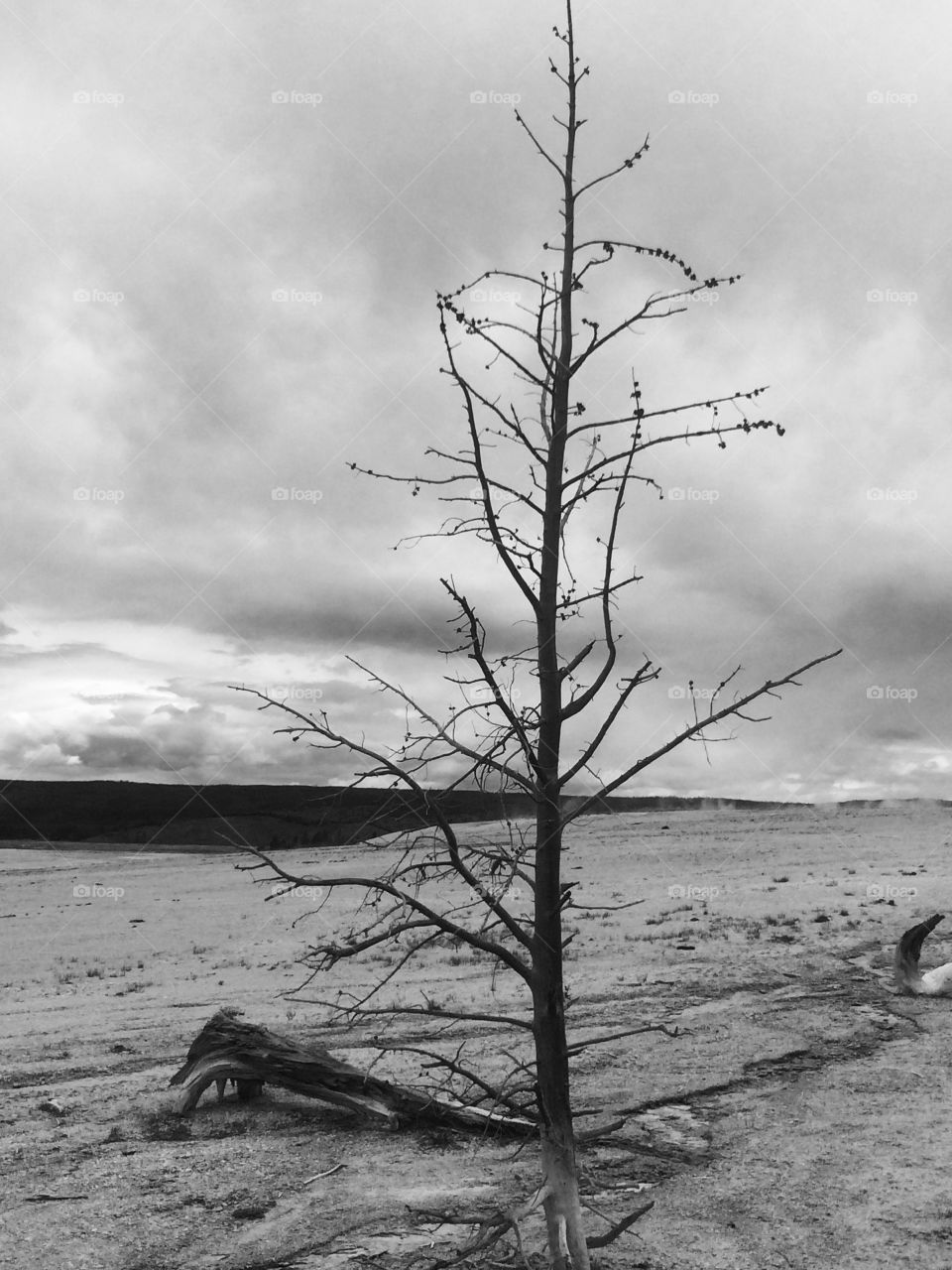 Lone tree. Yellowstone thermal pools