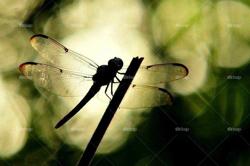 Dragonfly Silhouette