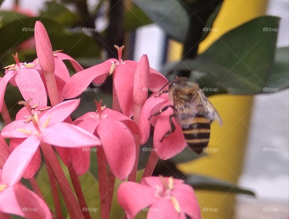 Busy Bee pollen collector. It works fast and entertaining. These Santan flowers attracted the bee so well.