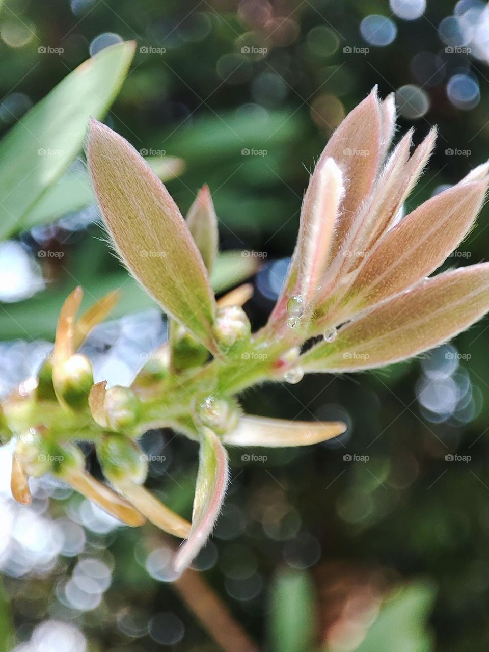 Bottle brush leaves