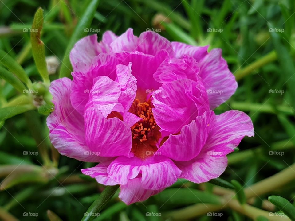 the Portulaca Grandiflora