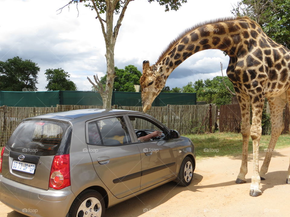 Gambit the greeter at the lion park in Johannesburg 