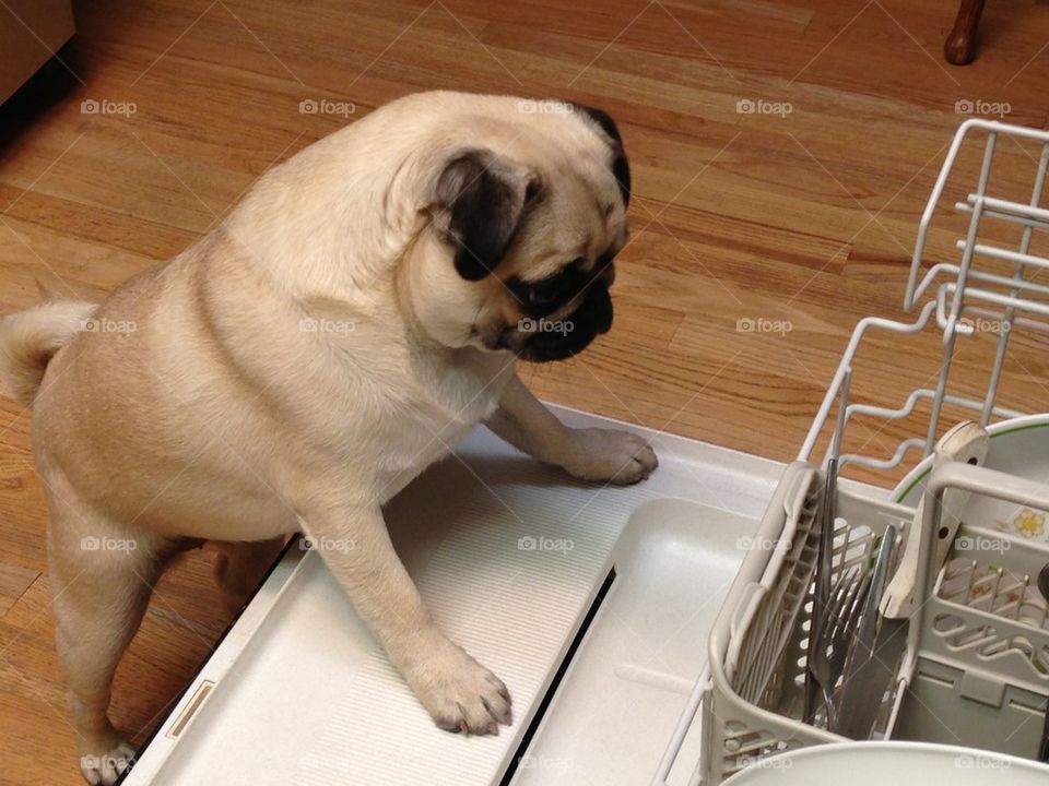 I thought I was going to be the dishwasher!