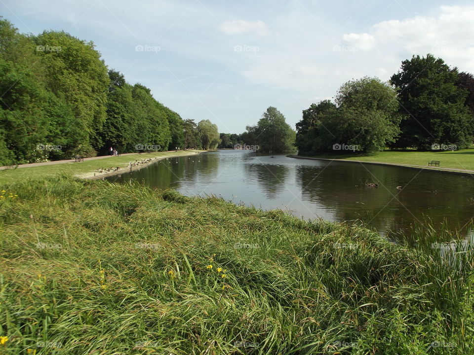 Lake In Summer