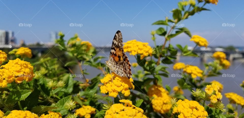 A monarch butterfly sitting on a yellow flower bush on the side of a bridge above a river in Arkansas.