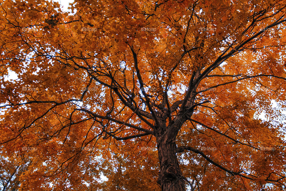 Autumn tree fall leaves