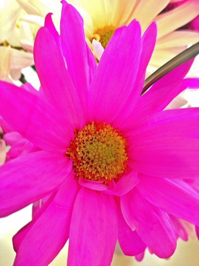 Pink Blossom