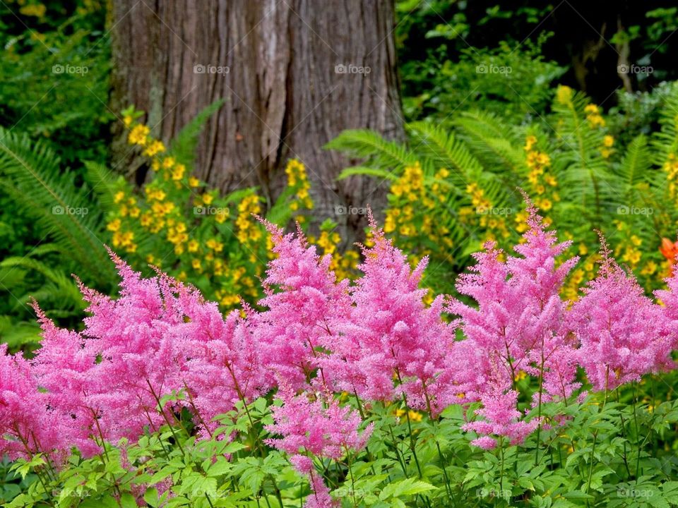Spring! . A walk through a metropark. 
