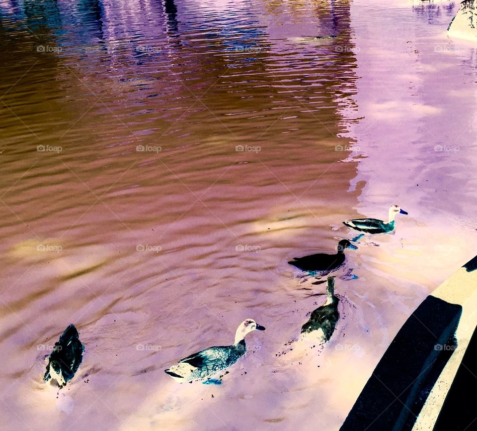 My favorite ducks in the pond. 
Love ducks. Love waters. They are good combinations. Ducks are cute, calm, and peaceful. 