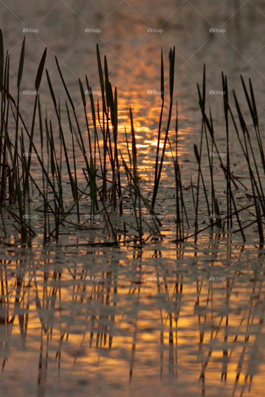 Sunset Reeds