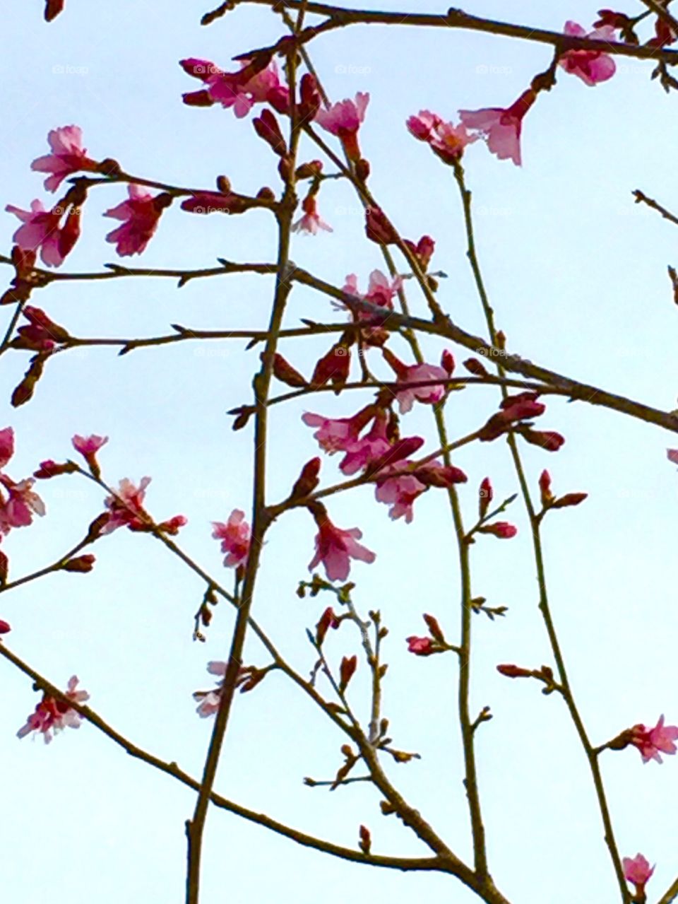 Blooming into Spring!