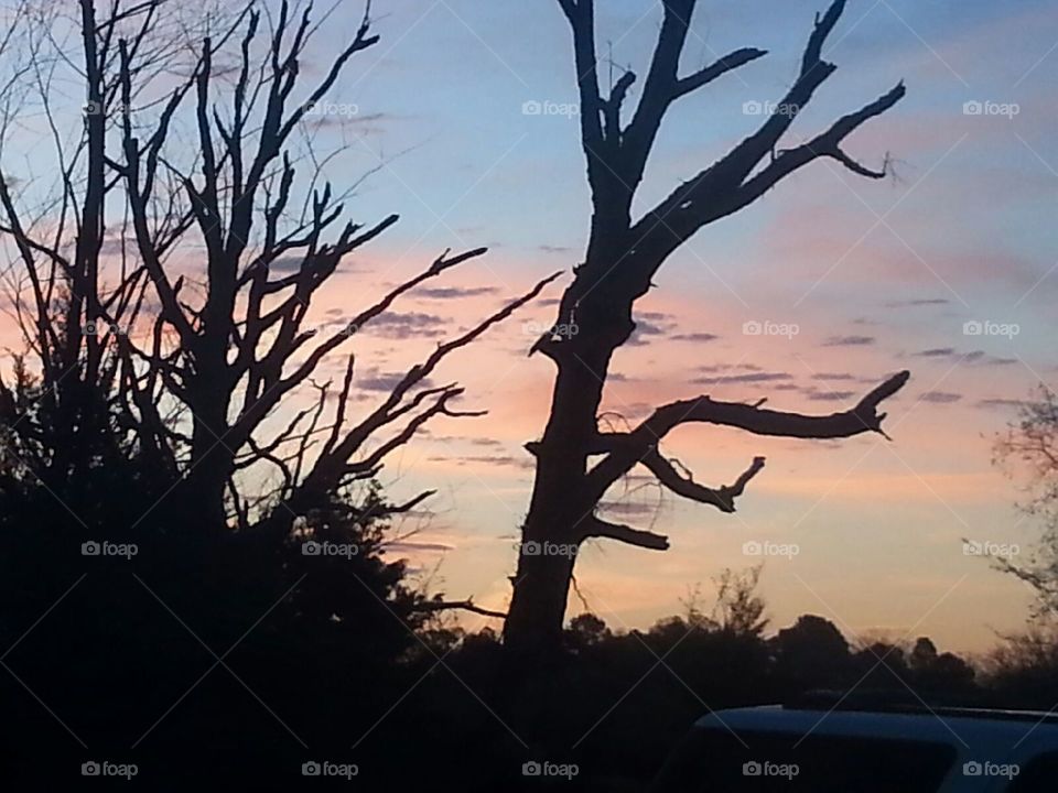 Ghost tree at twilight
