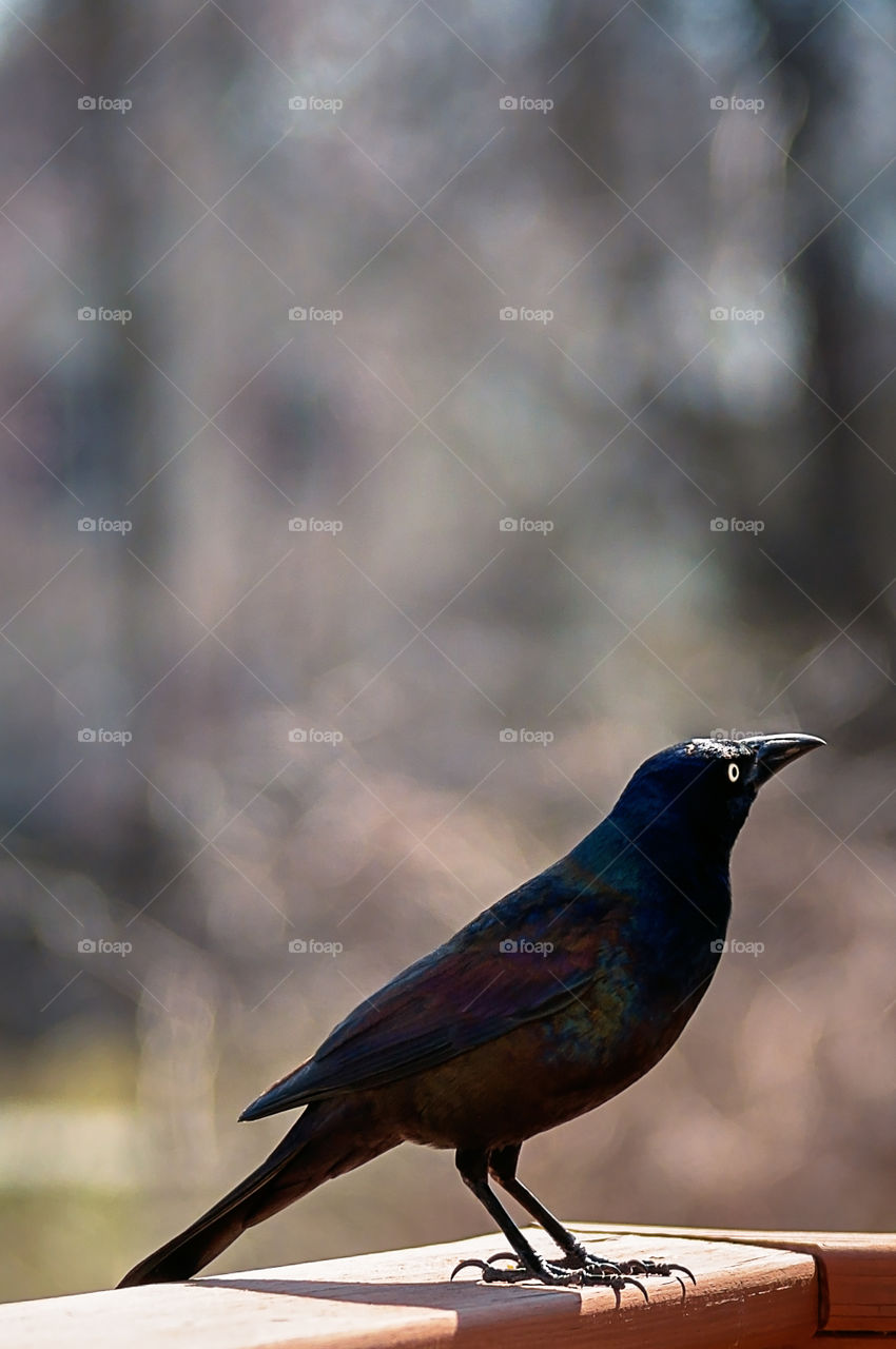 Close-up of grackle bird