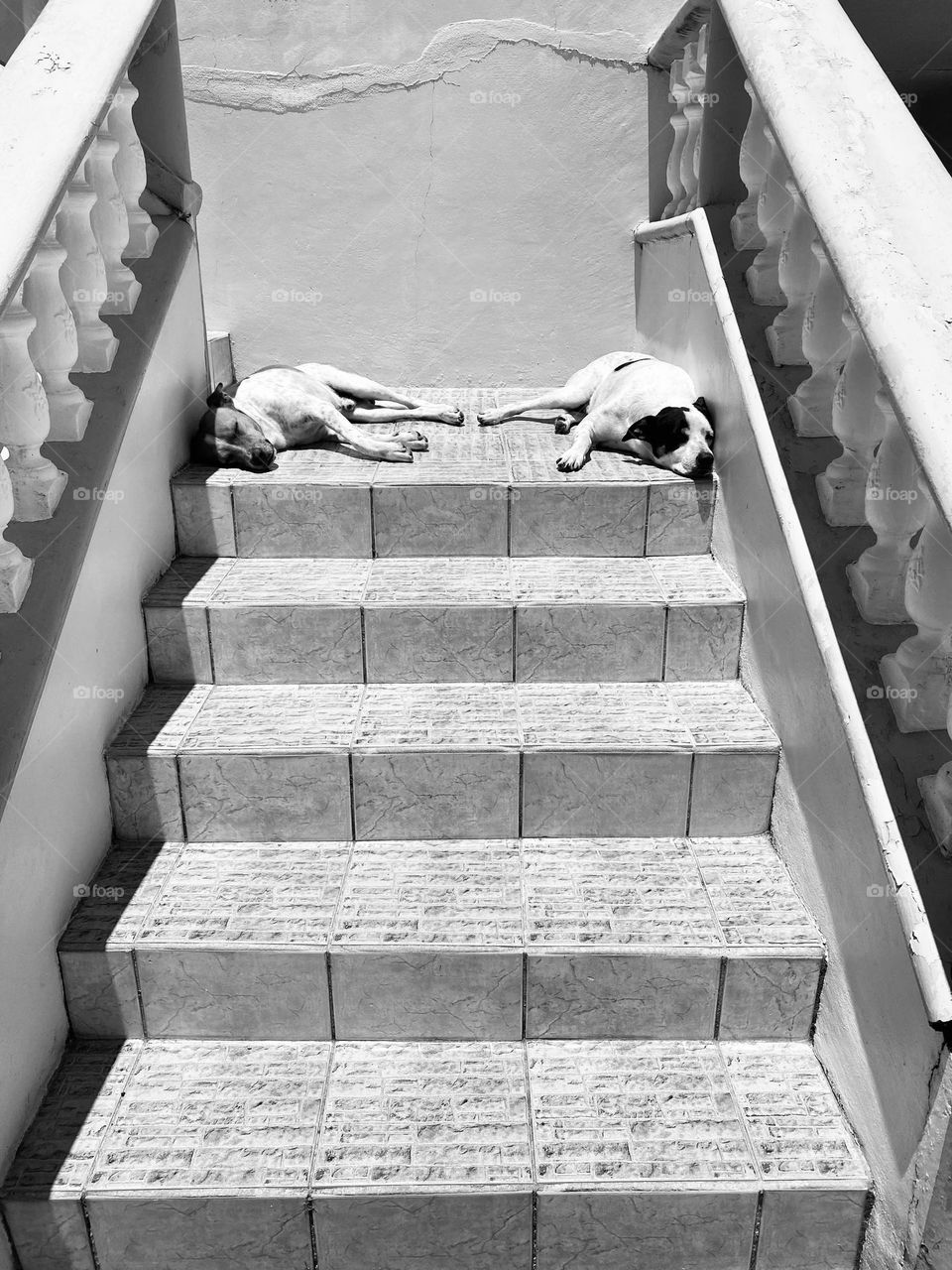 Two dogs sleeping at the top of a staircase