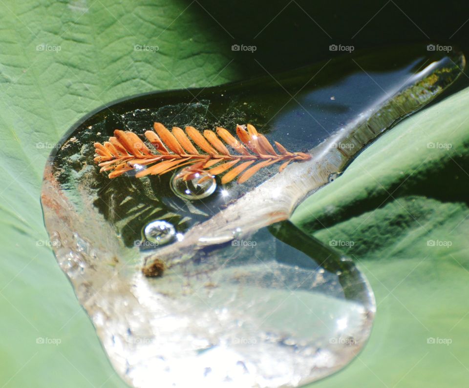 nature  inside of  nature  on a water lily