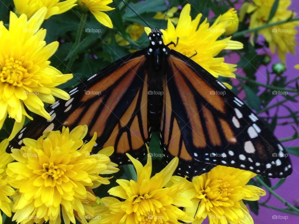 Monarch butterfly on yellow flowers