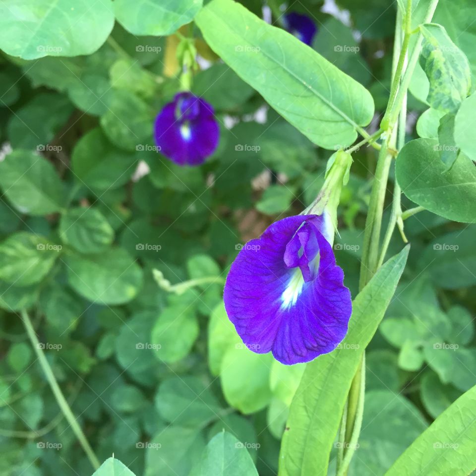 Butterfly pea flowers. Butterfly pea flowers great for any use.