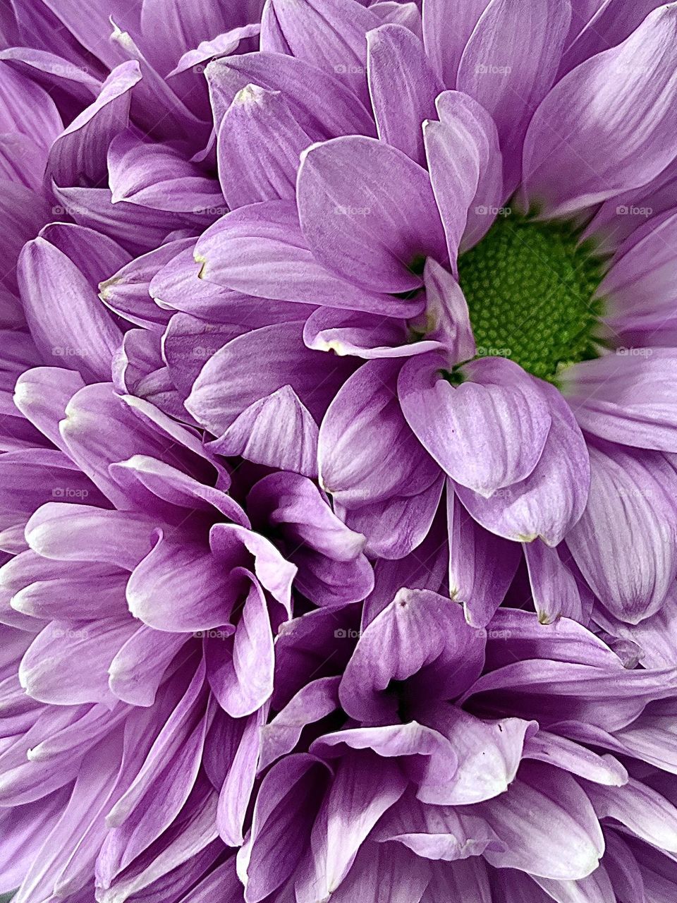 Lavender Daisy Flowers