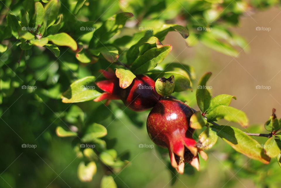 Pomegranate mely