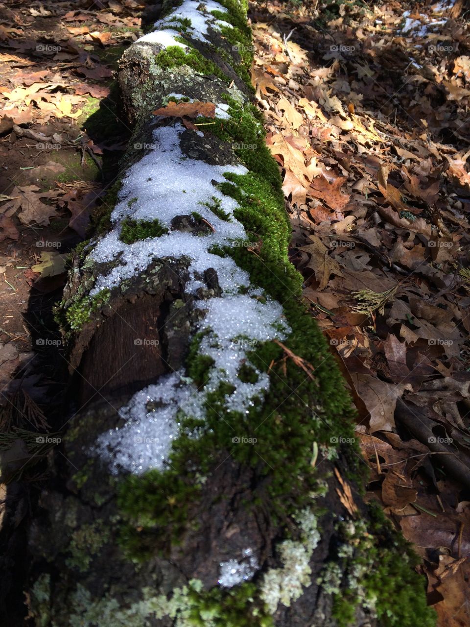 Frost and moss on a log