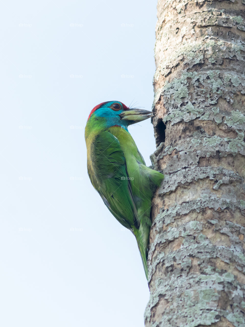 Blue-throated Barbet