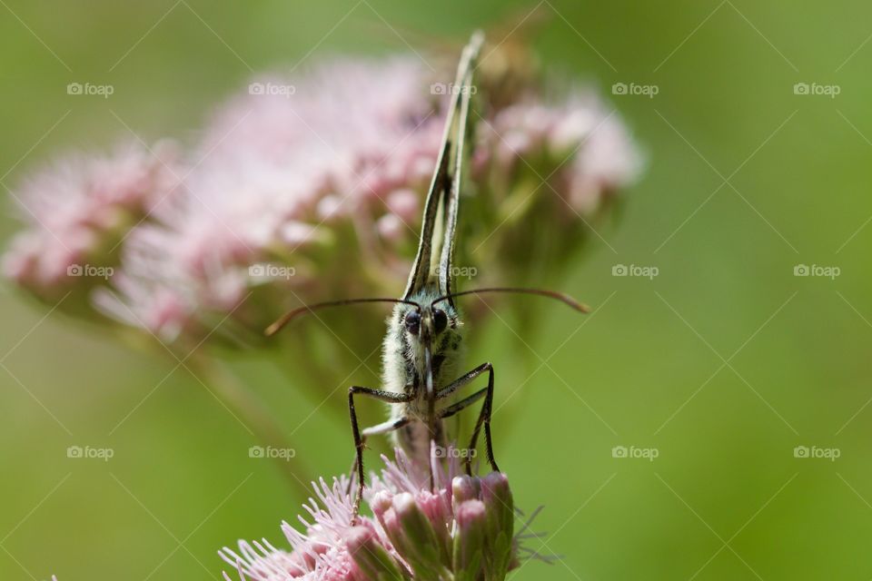 Butterfly on flower