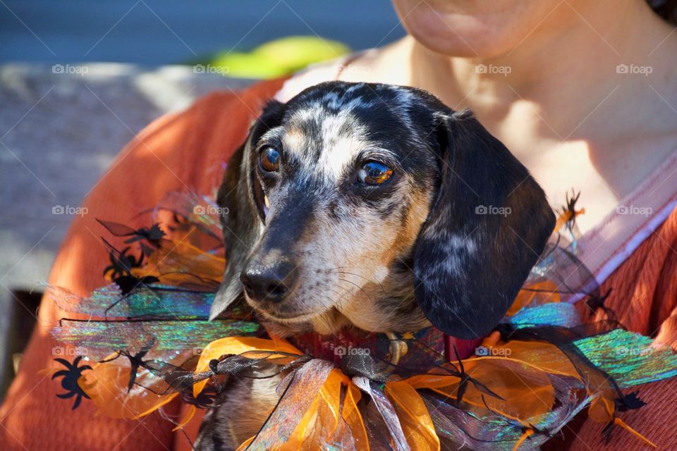 Dog dressed for fall