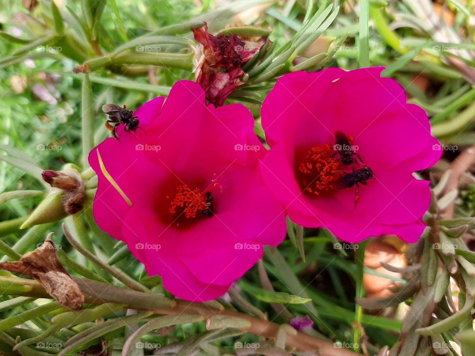 Pink flower and working bees.